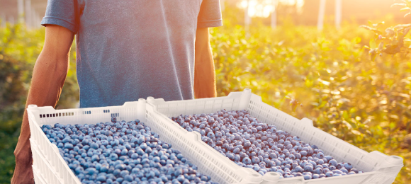 Jabas para Arandanos