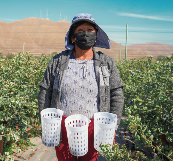 Jarra para Arandanos