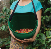 Cesto Recolectroe de Café